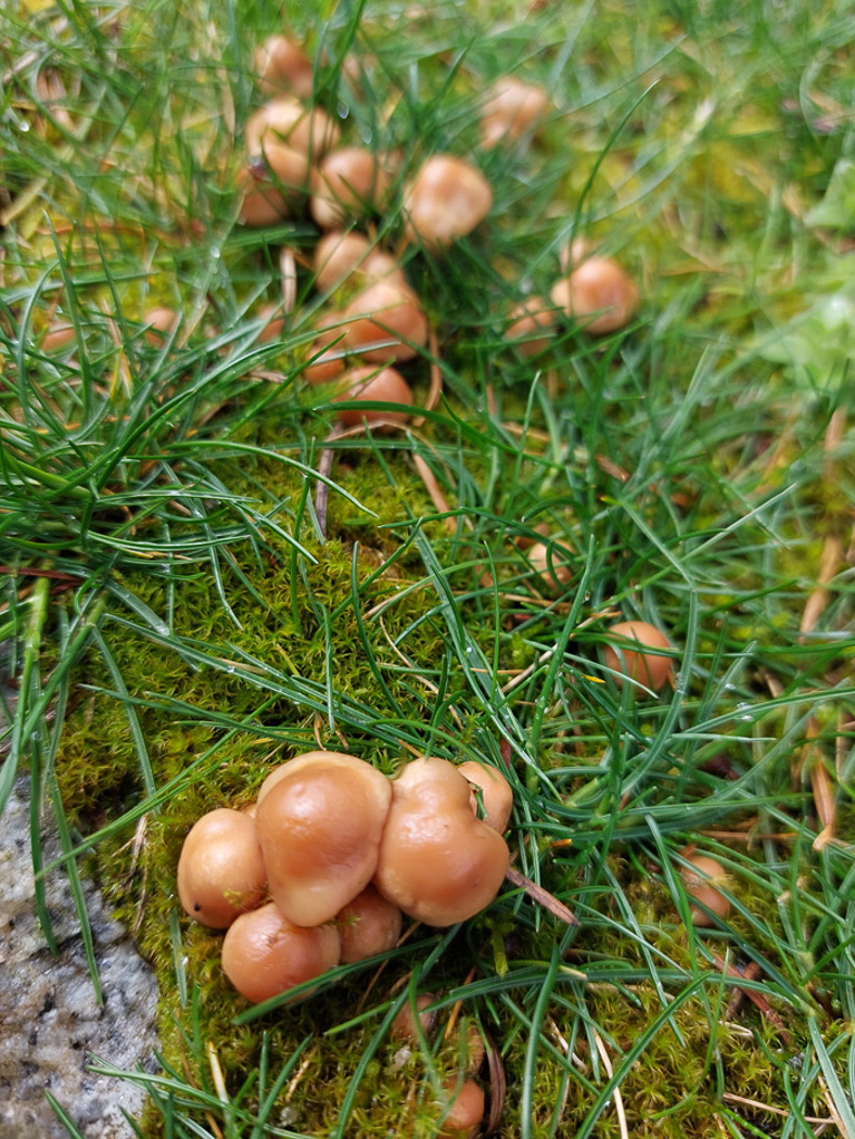Photo by Jesper Launder Marasmius oreades by Jesper Launder
